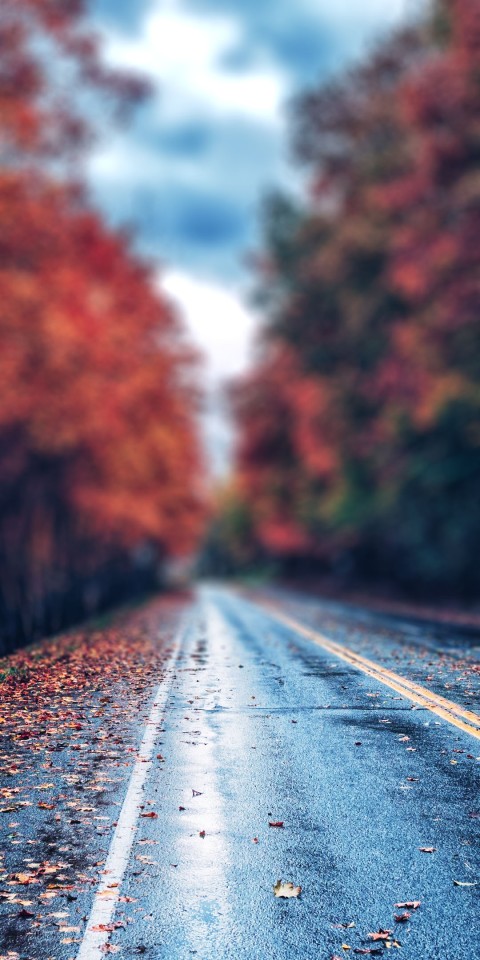 🔥 Highway Road Autumn Leaves CB Picsart Background HD | CBEditz