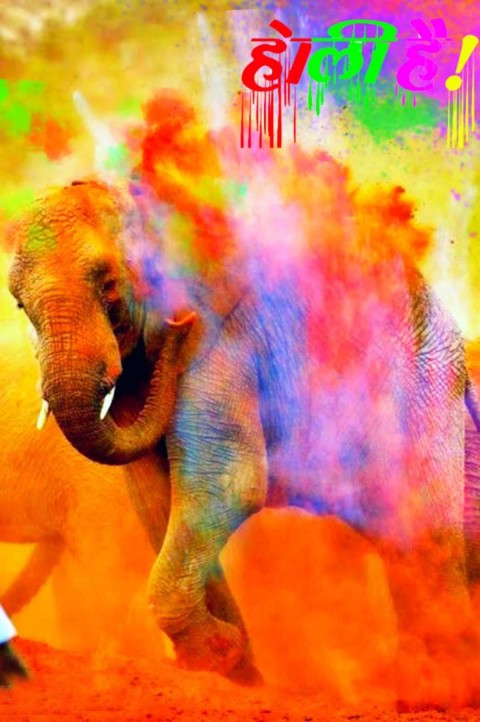 Holi Editing CB PIcsArt Background With Elephant