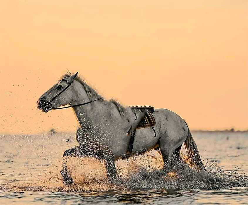 Horse Editing CB Background In Water