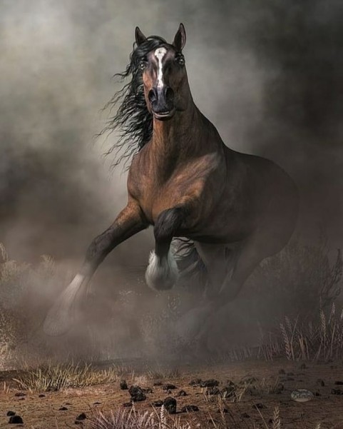 Horse Photo Editing Background HD Download