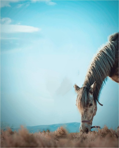 Horse PicsArt Editing Background HD Download