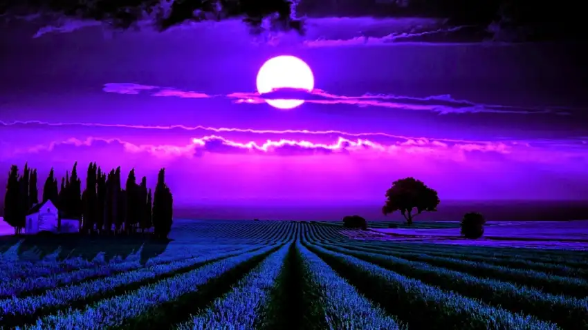 Thumbail Of Lavender Field Background