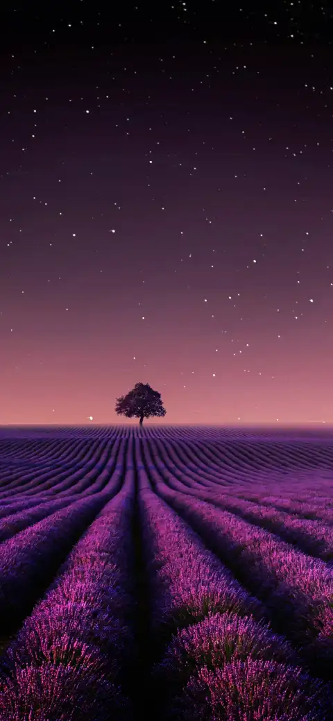 Lavender purple background Wallpapers Download  MobCup