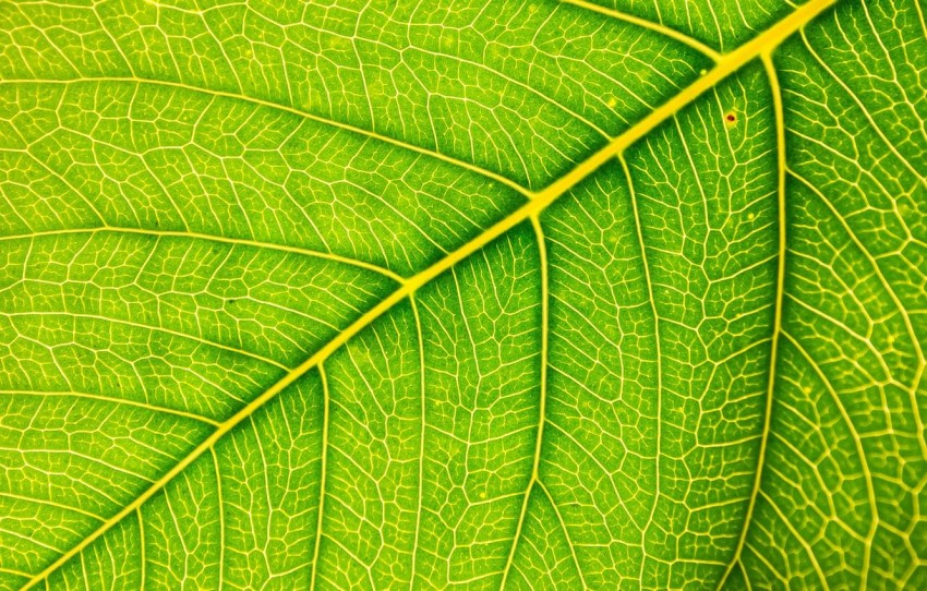 Leaf Texture HD Background Wallpaper - 2021 Background HD CBEditz.com