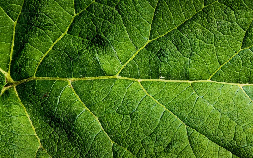 Leaf Texture HD Background Wallpaper