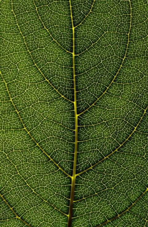 🔥 Leaf Texture HD Background Wallpaper | CBEditz