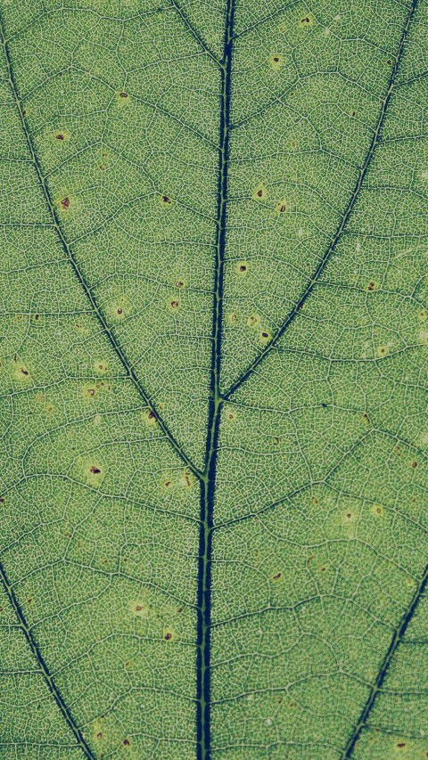 Leaf Texture HD Background Wallpaper