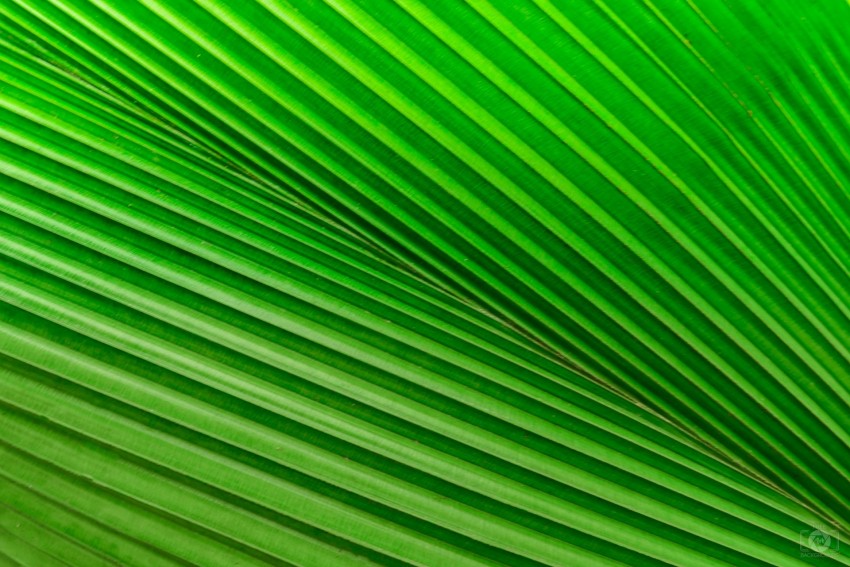 Leaf Texture HD Nature Background Wallpaper | CBEditz