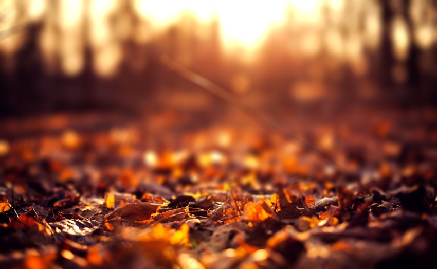 Leaves Blur CB Editing Background Full HD Download