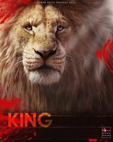 Lion Photo Editing Background HD Download