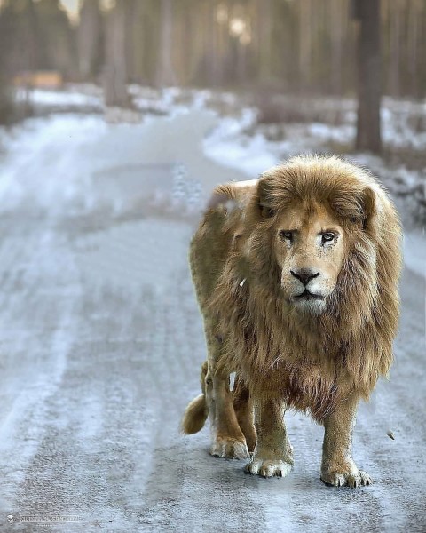 Lion Picsart Background On Road