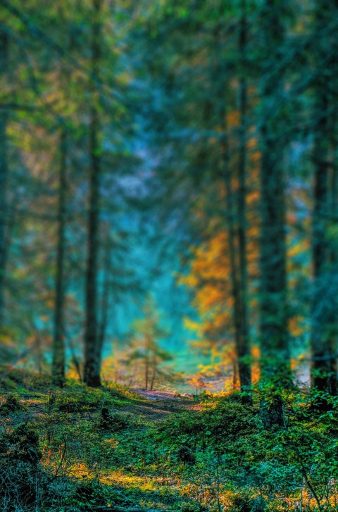 Long Forest Tree CB Picsart Background Full HD Download