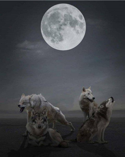 Moon And Fox Editing PicArt Background HD Background