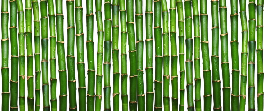 Nature Bamboo Background High Resolution Photos