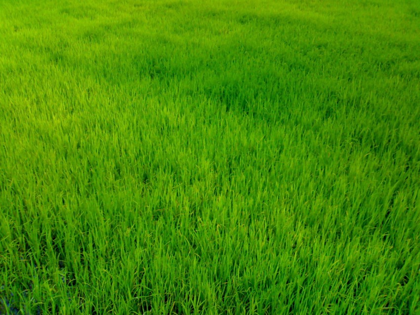 Nature Grass High Quality  Background Images Photos Download