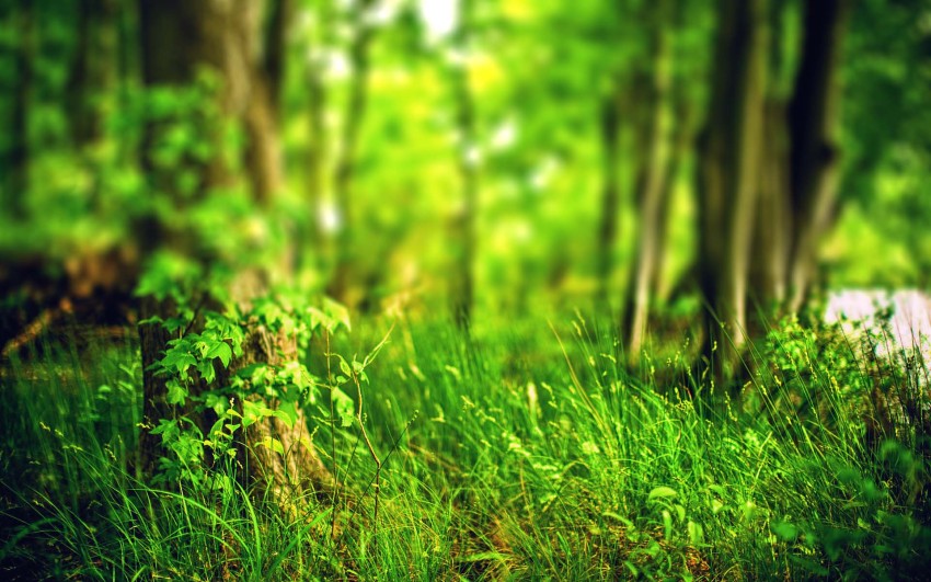 Nature Green CB Editing Background For Photoshop Download