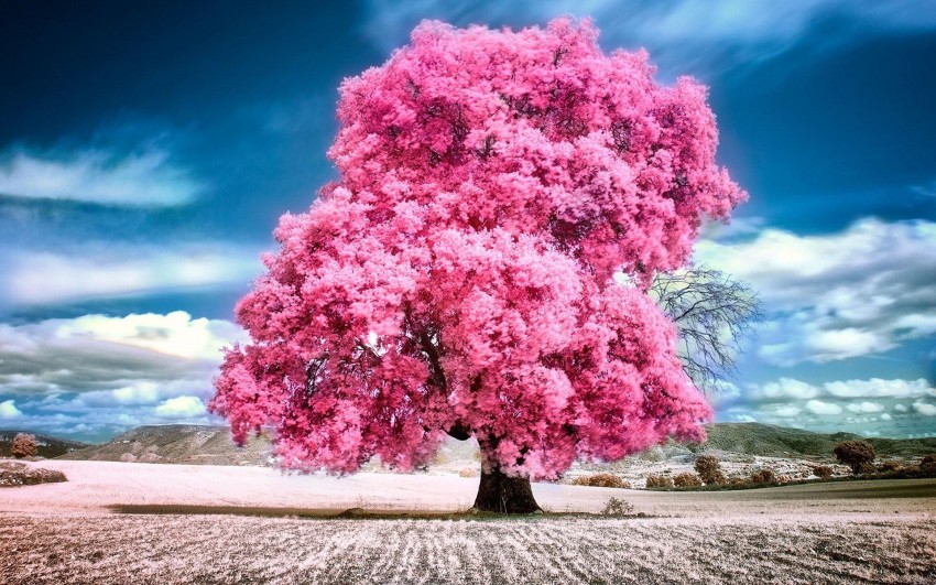 Nature Sky With Tree Background HD Download Free