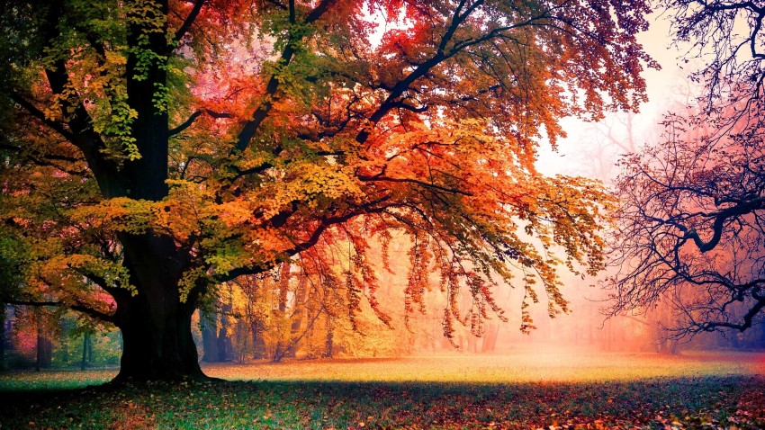 🔥 Nature Tree Autumn Background HD Download | CBEditz