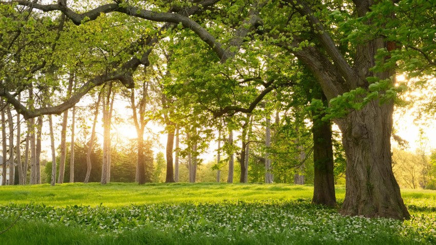 Nature Tree Editing Wallpaper Background HD Download