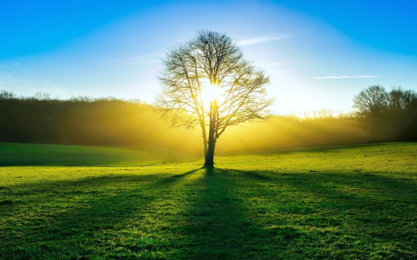 Nature Tree With Blue Sky Background HD Download - CBEditz