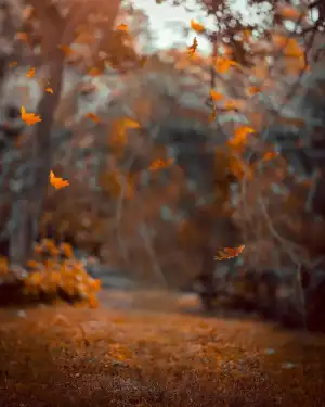 New Autumn CB Editing Background HD Download Free