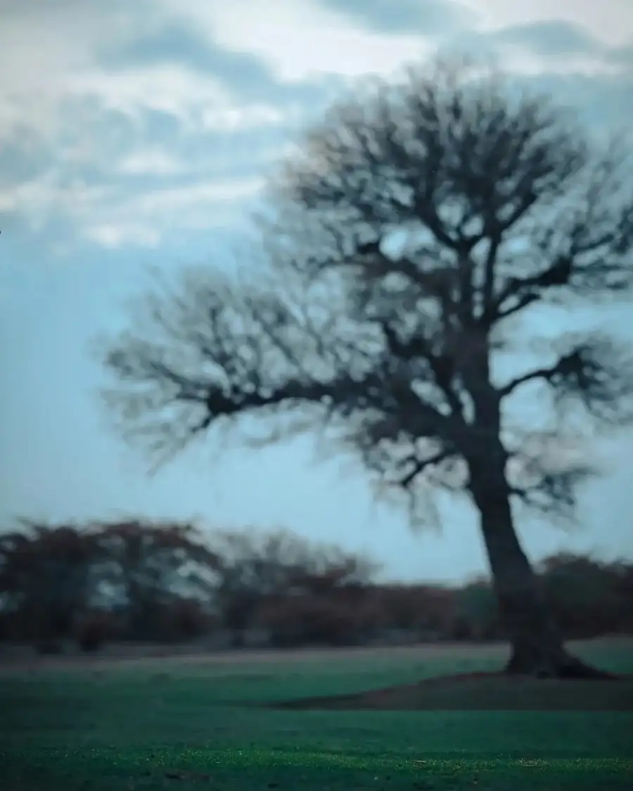 New Photo Editing Tree In A Field Full HD CB Background