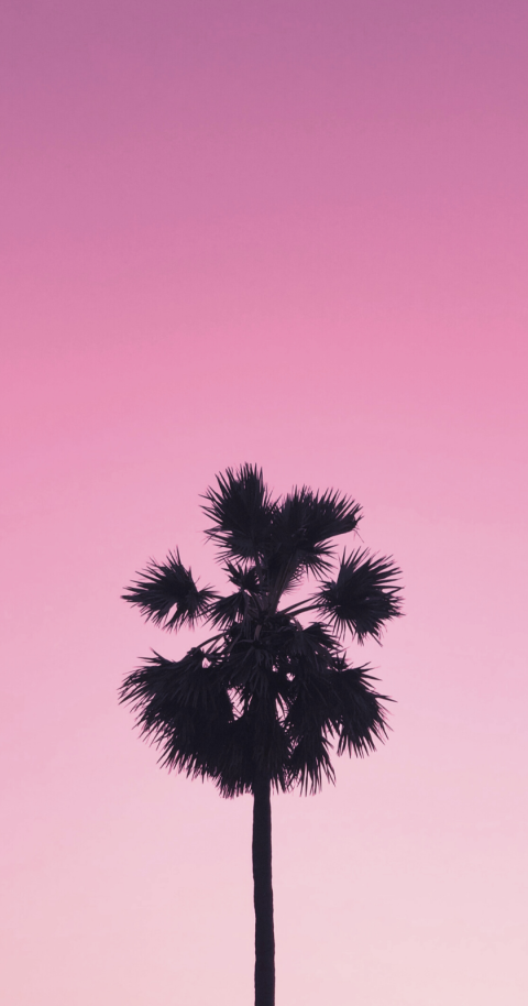 Palm Pink Aesthetic Tree Background HD