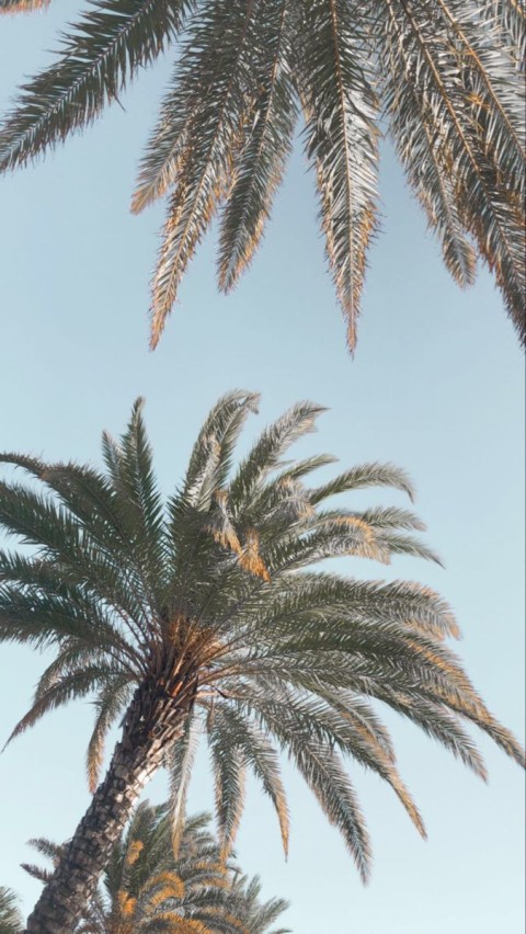 🔥 Palm Tree Background HD Donwload Free | CBEditz