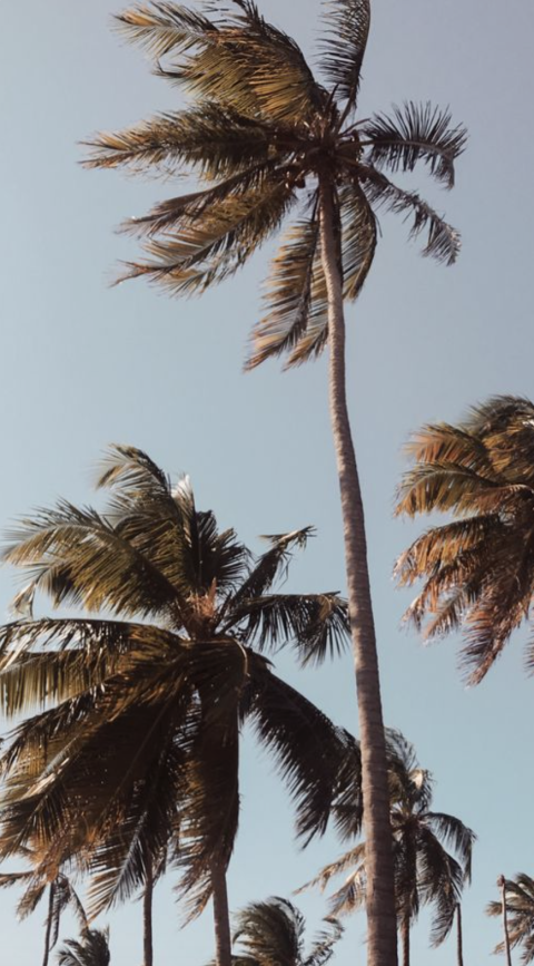 Palm Tree With Sky Wallpaper Background HD Donwload | CBEditz