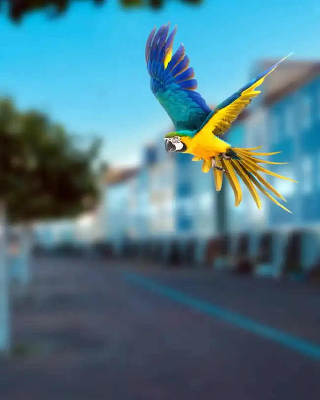 Parrot Bird City Blur CB Background HD Download