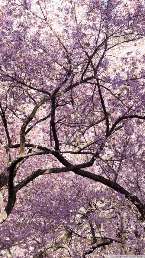 Phone Cherry Blossom Tree Background HD Download