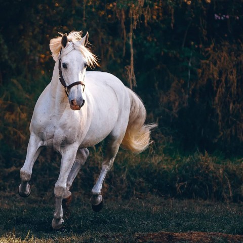 Picsart Background With White Horse