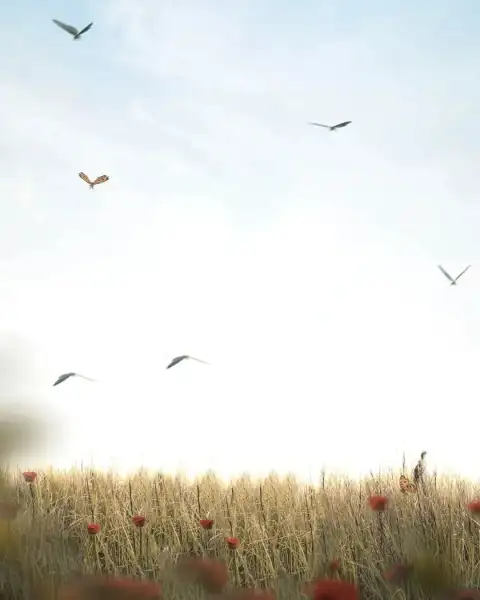 Picsart Bird Sky Editing Background Full HD Download