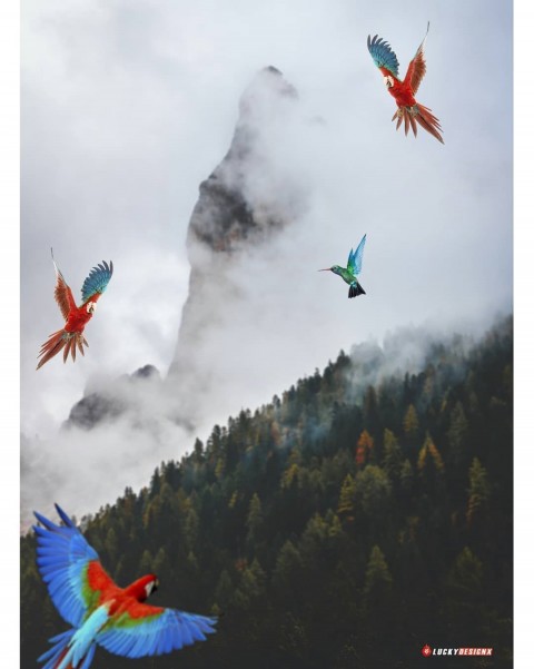 Picsart Birds Photo Editing Background