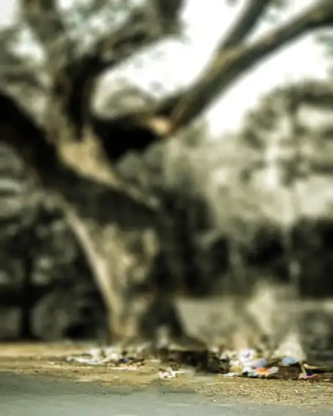 Picsart Blur Tree Forest Background Full HD Download