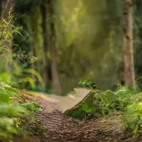 Picsart Forest Blur Background Full HD Download