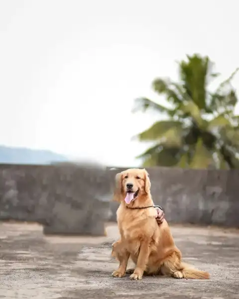 Picsart Golden Dog Editing Background Full HD Download