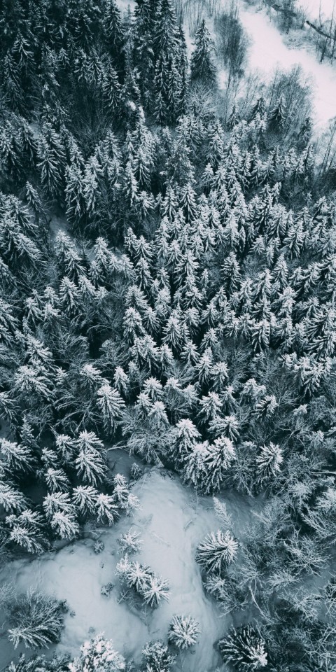 Picsart Green Winter Tree Background HD Download