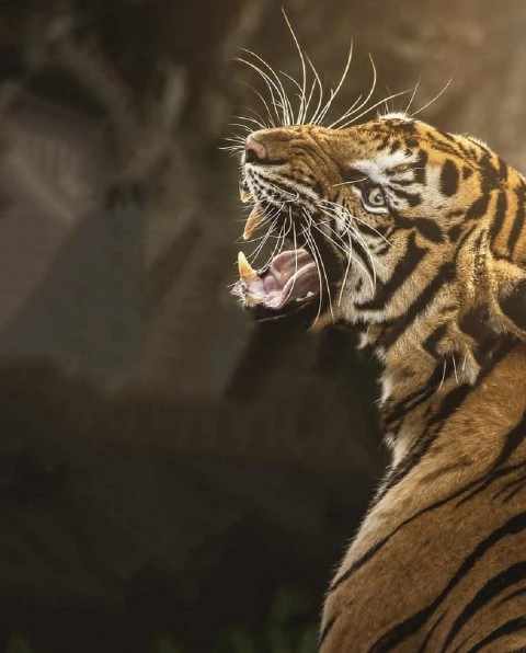 Picsart Tiger Editing Background
