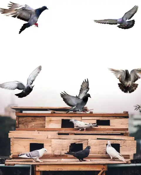 Pigeon Bird Picsart Background Full HD Download