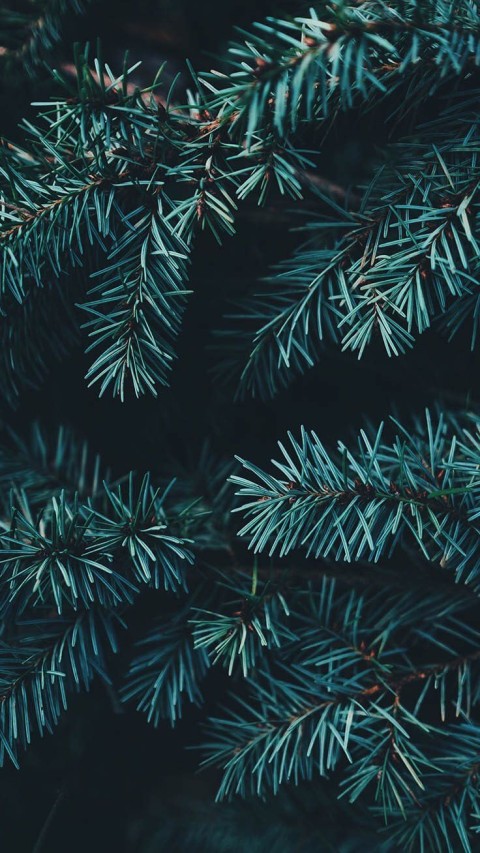 🔥 Pine Tree Leaves Wallpaper Background HD Download | CBEditz