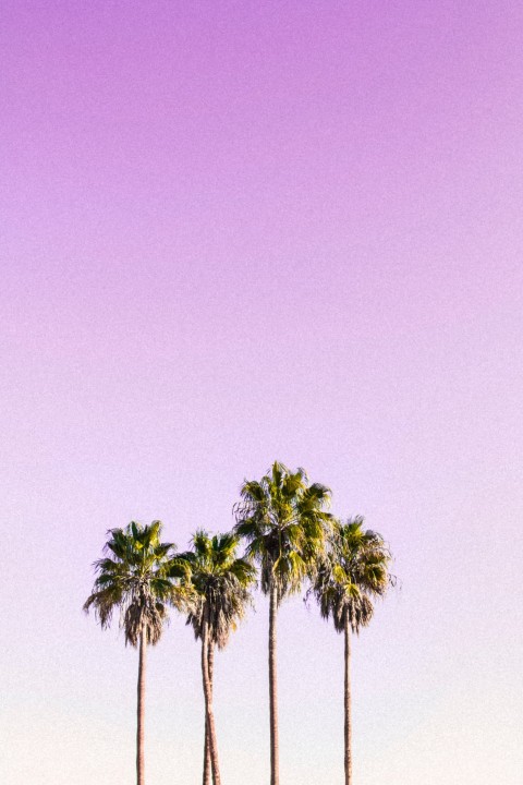 Pink Aesthetic Tree iPhone Background HD
