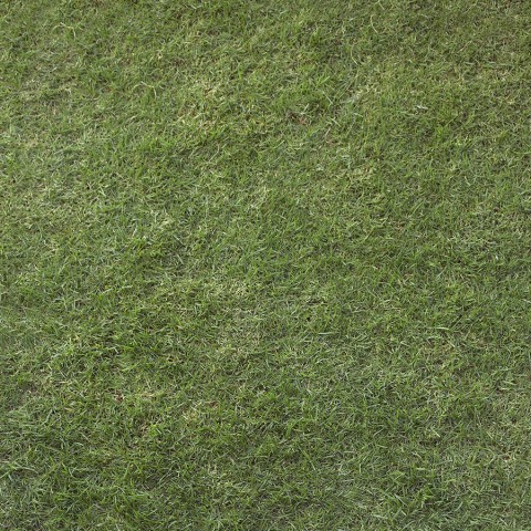 Real Grass Background Images Photos Download