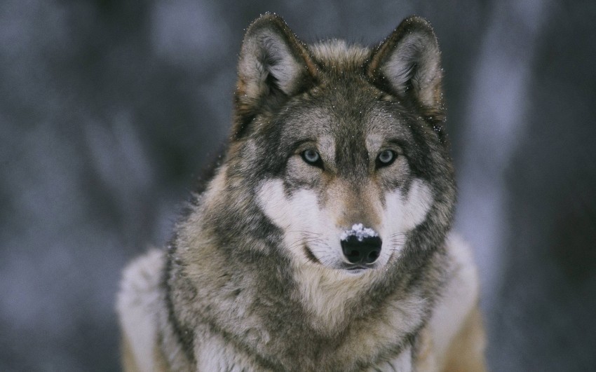 Real Wolf Background Full HD Wallpaper Download