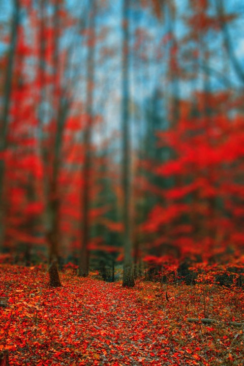 Red Forest Tree CB Picsart Background Full HD Download