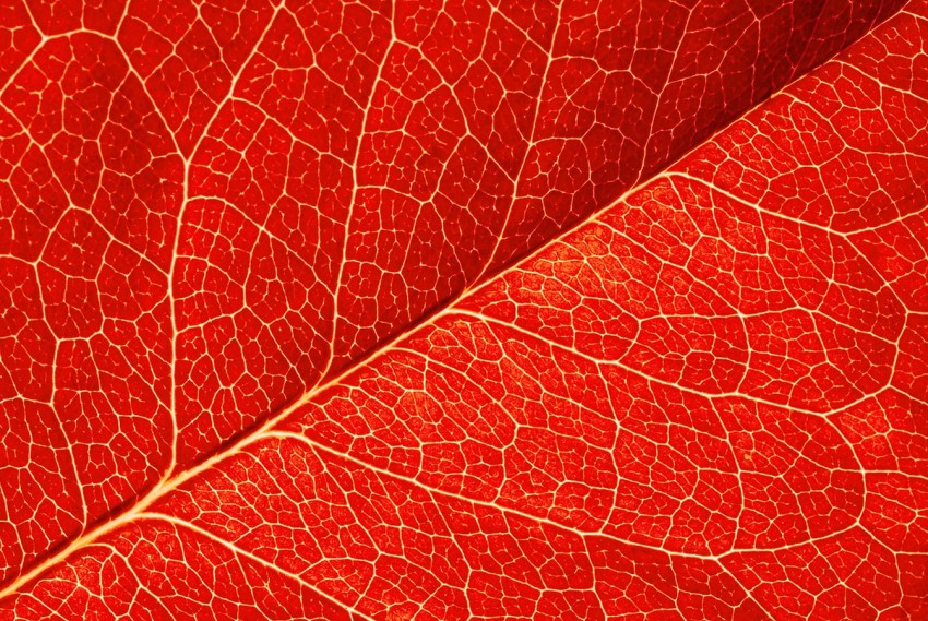 Red Leaf Texture HD Background Wallpaper | CBEditz