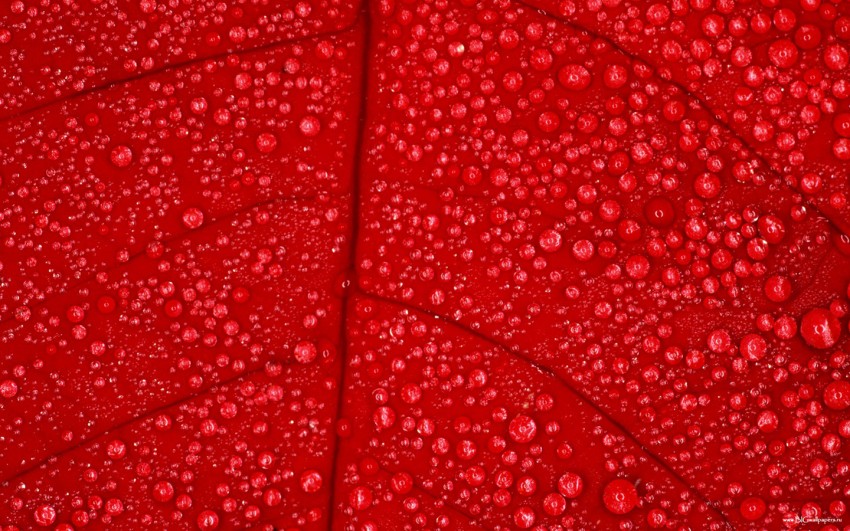 Red Water Drop Background Images High Resolution  Download