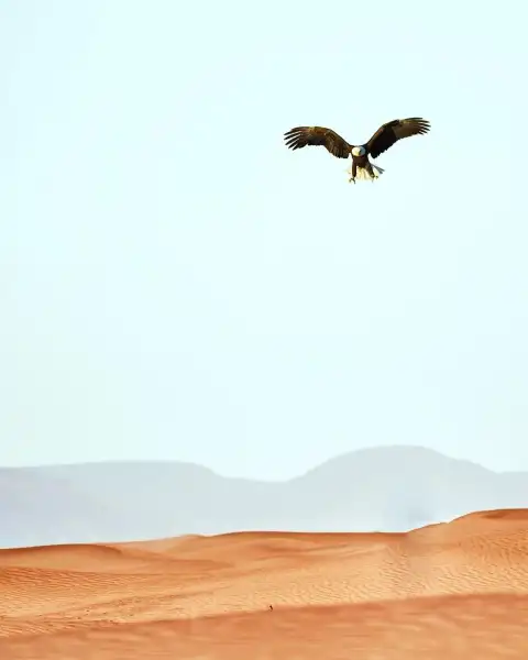 Regista Flying Eagle Photo Editing Background Download