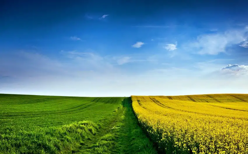 Rice Field Sky Cloud Background HD Download Free