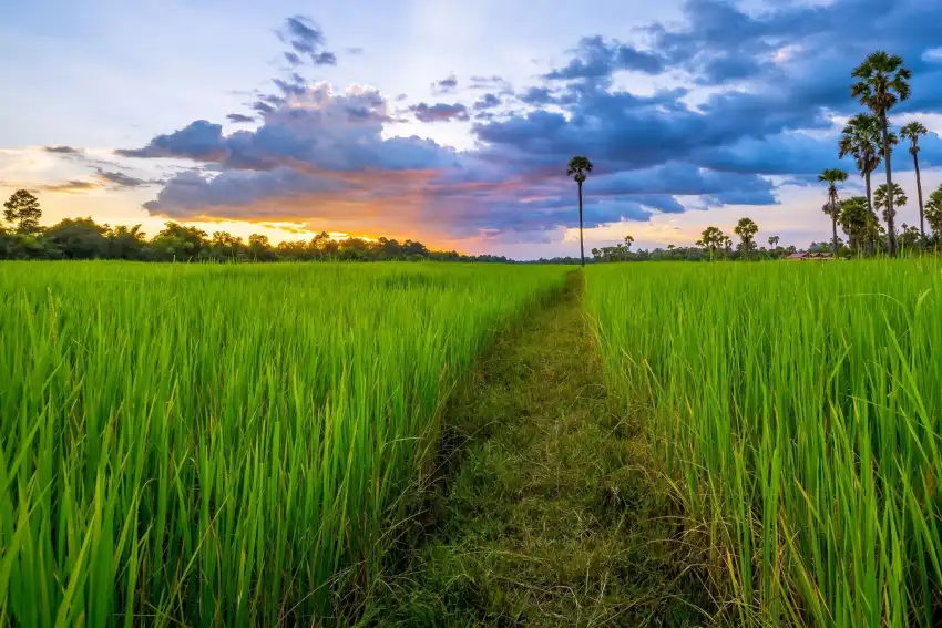 Thumbail Of Rice Field Background